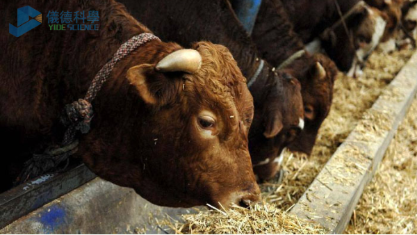 飼料中重金屬影響牧畜健康，智能石墨消解儀分析其含量